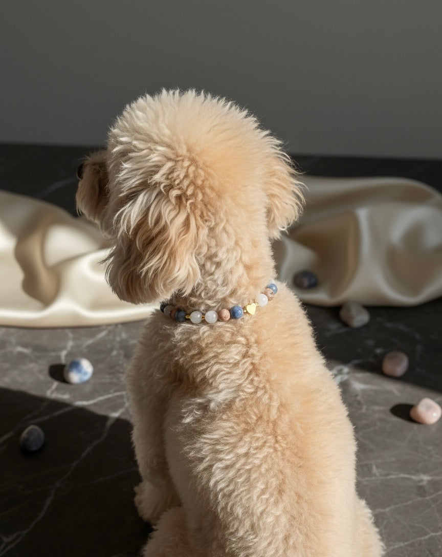 Collier Anxiété de Séparation, Hypersensibilité & Peurs